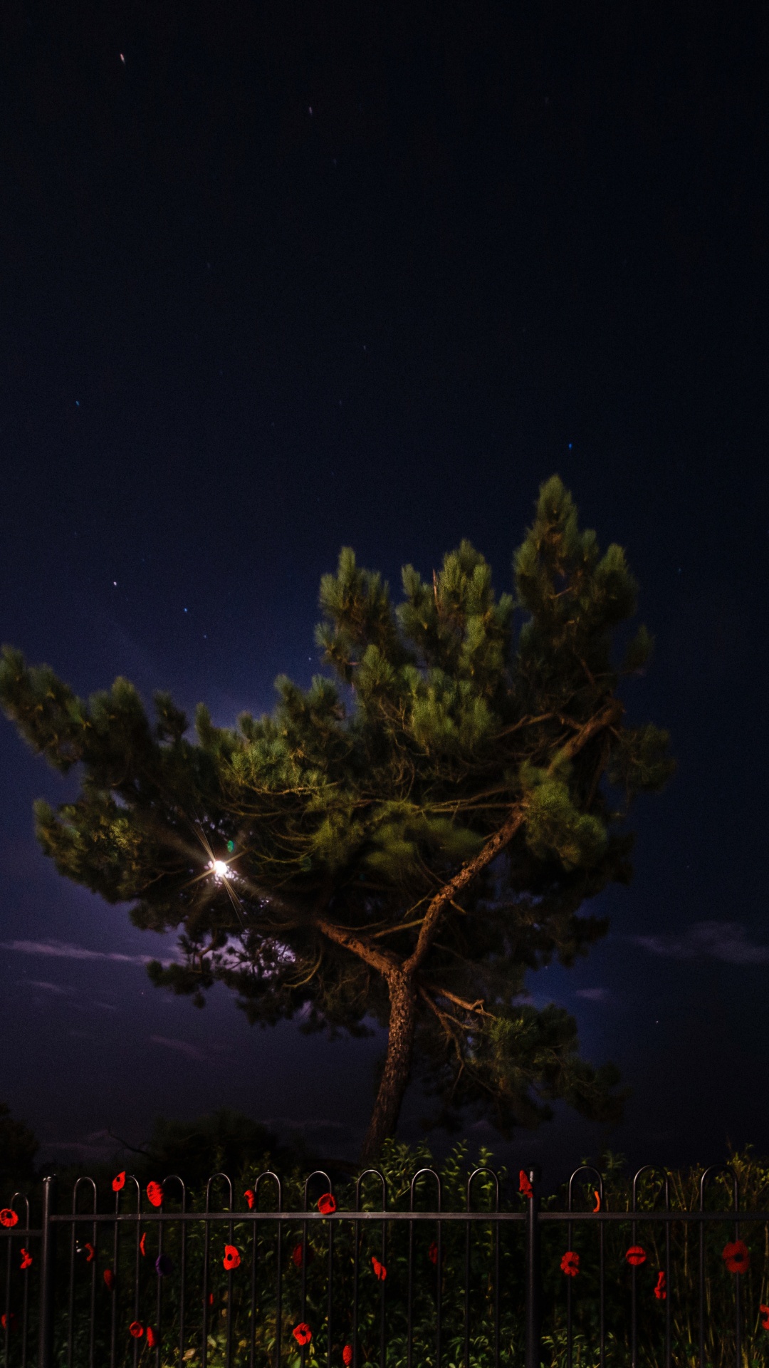 Night, Nature, Tree, Lighting, Atmosphere. Wallpaper in 1080x1920 Resolution