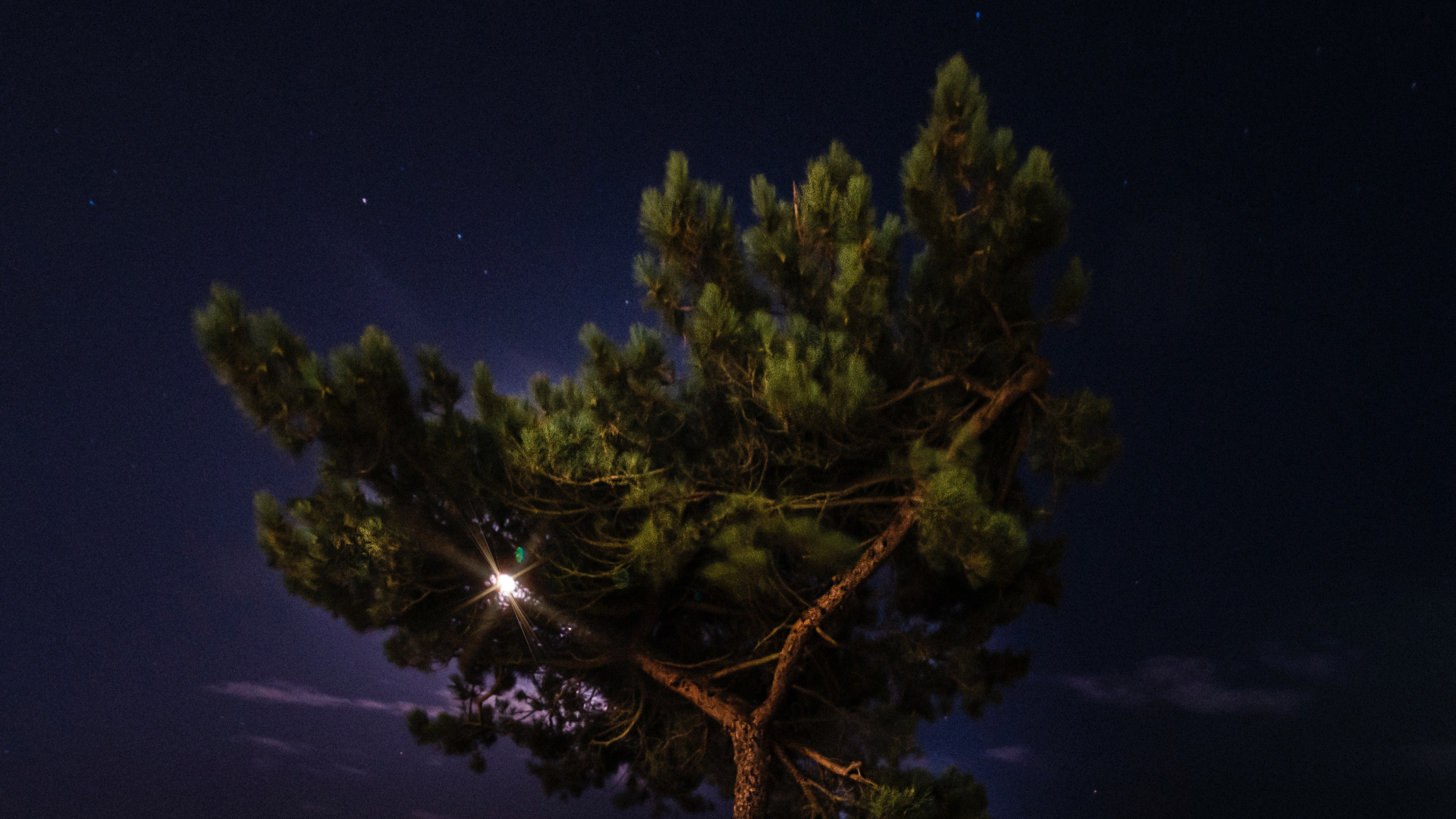 Night, Nature, Tree, Lighting, Atmosphere. Wallpaper in 1920x1080 Resolution