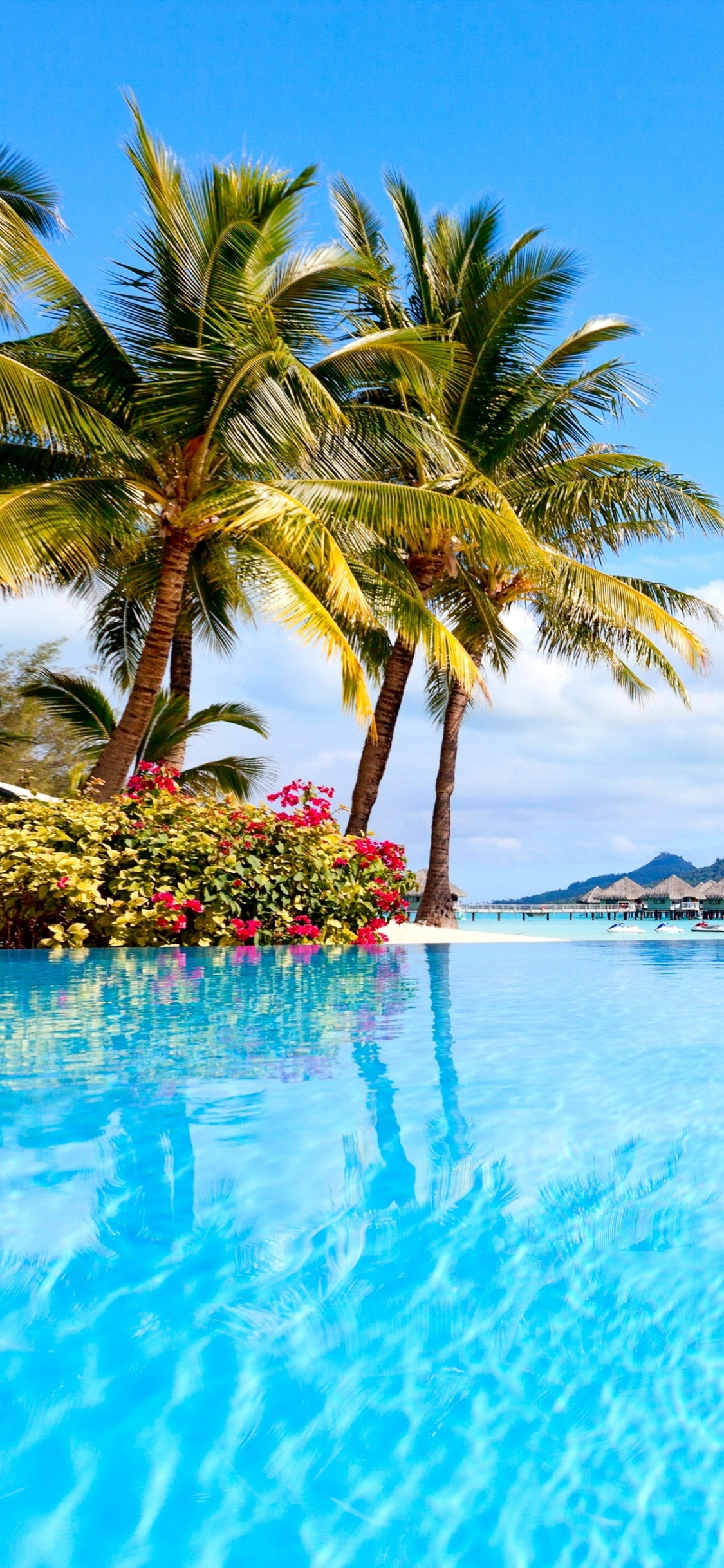 Grüne Palme in Der Nähe Eines Gewässers Tagsüber. Wallpaper in 1125x2436 Resolution