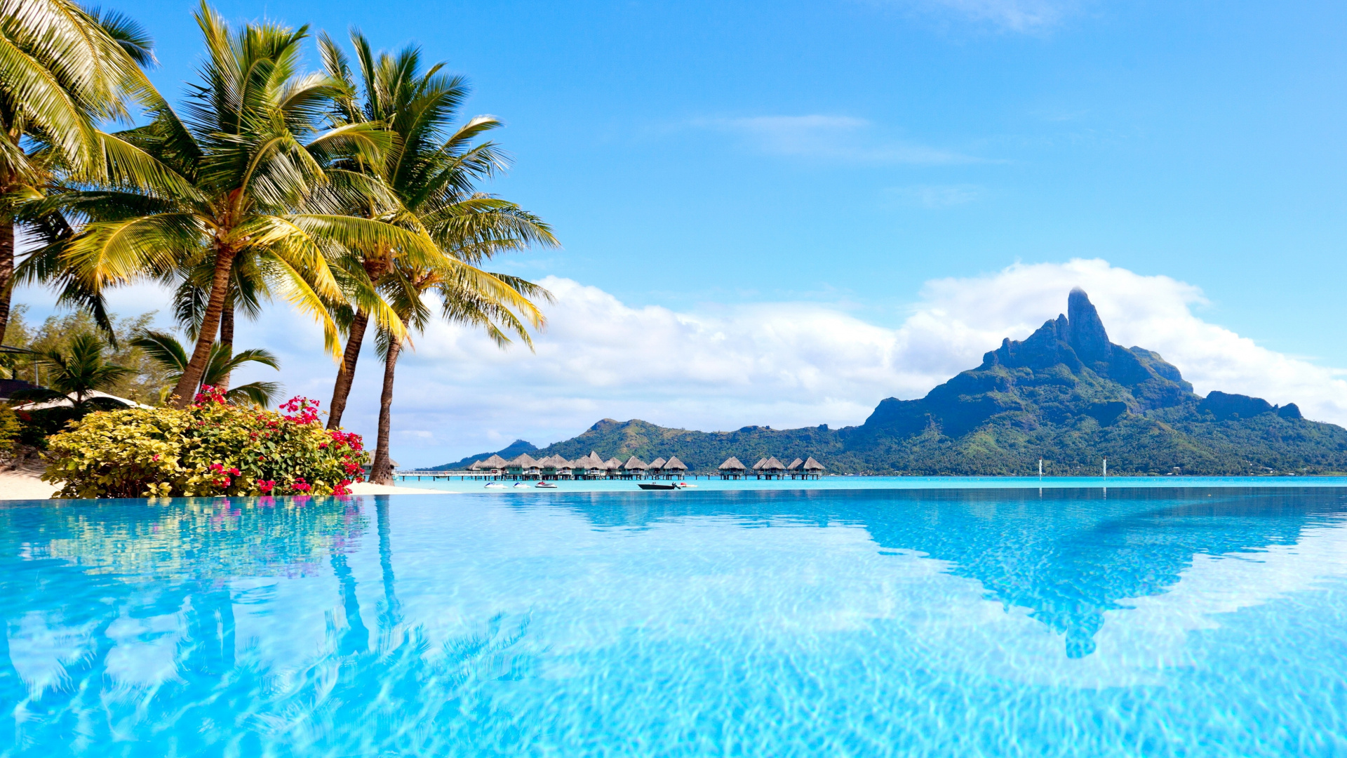 Green Palm Tree Near Body of Water During Daytime. Wallpaper in 1920x1080 Resolution