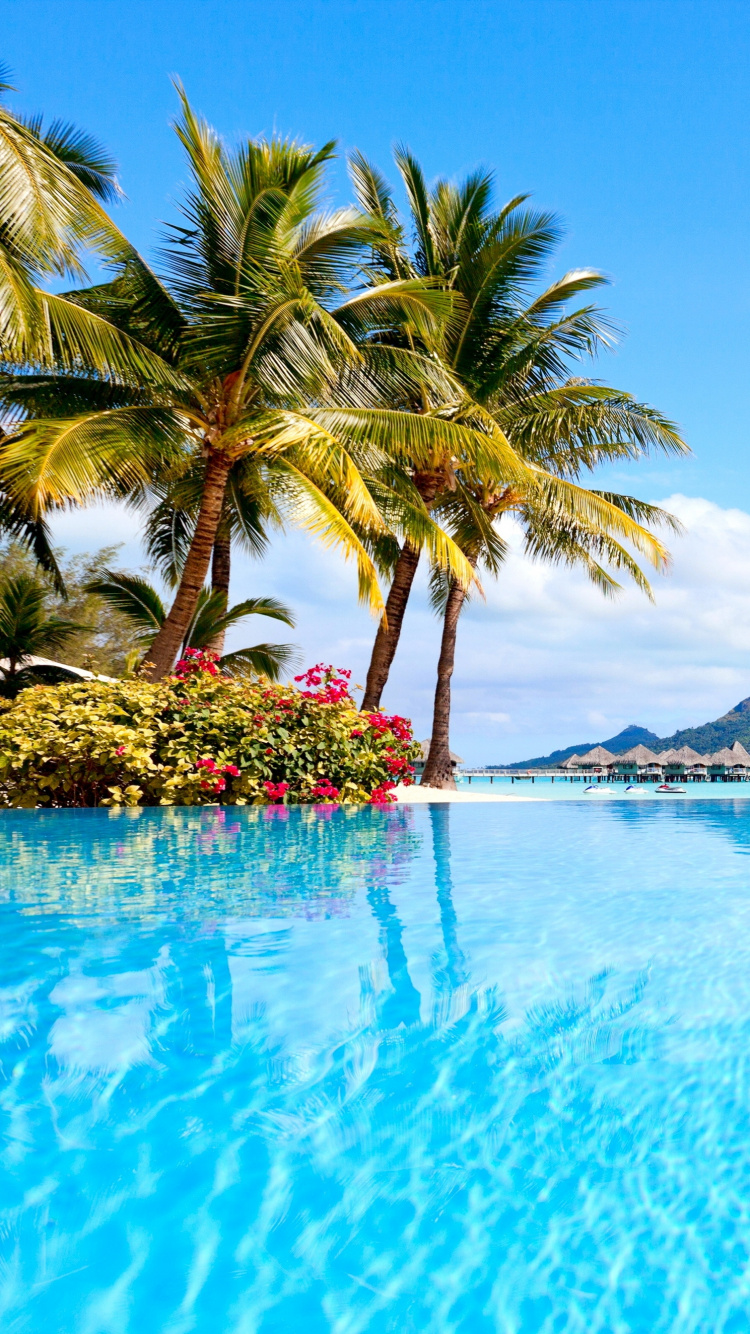 Green Palm Tree Near Body of Water During Daytime. Wallpaper in 750x1334 Resolution