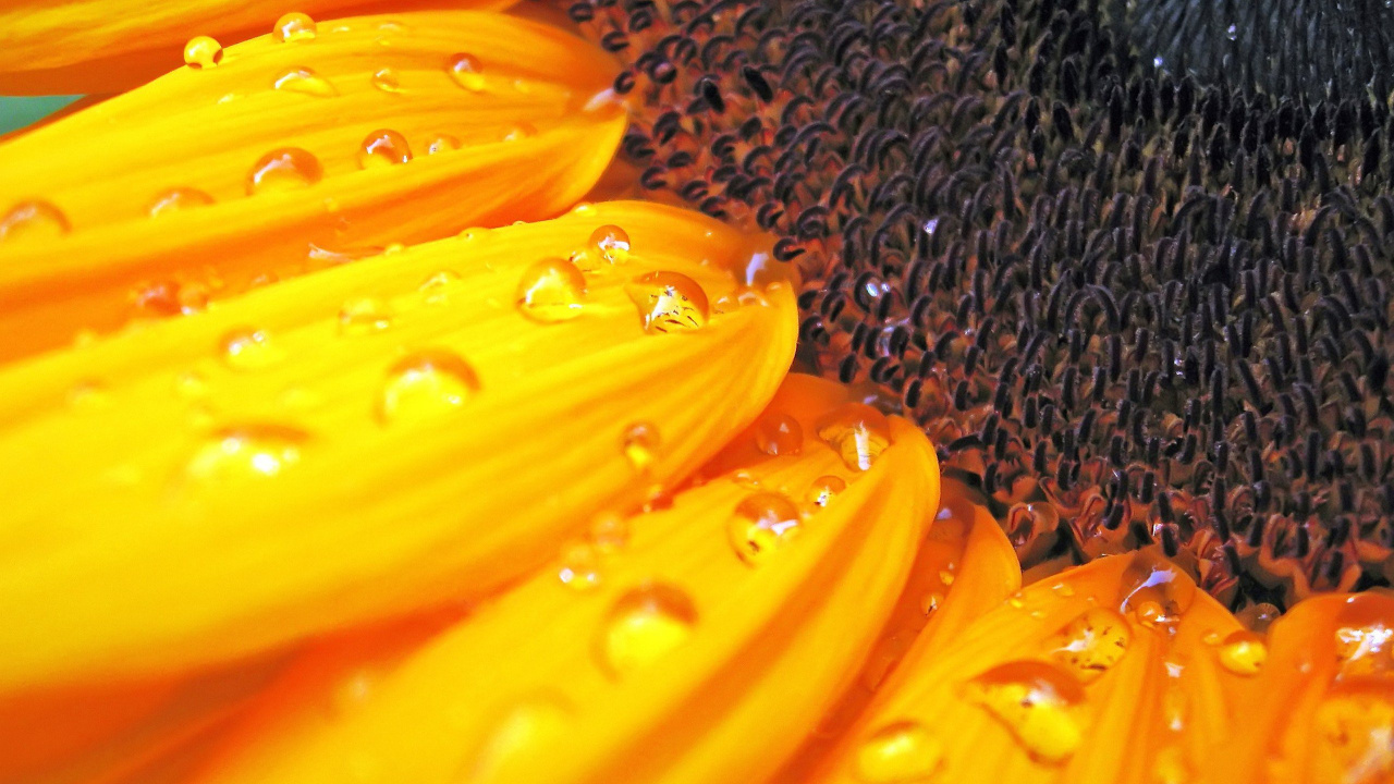 Flor Amarilla en Lente Macro. Wallpaper in 1280x720 Resolution