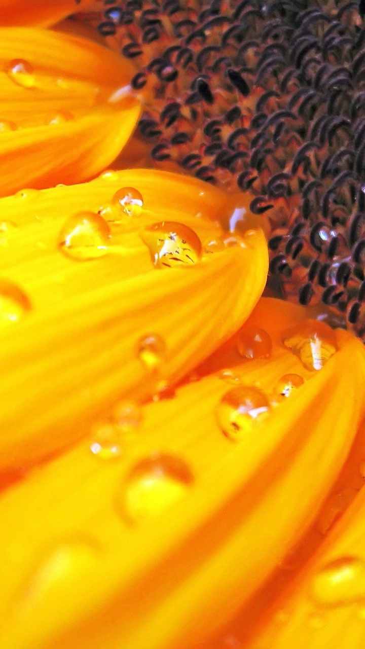 Yellow Flower in Macro Lens. Wallpaper in 720x1280 Resolution