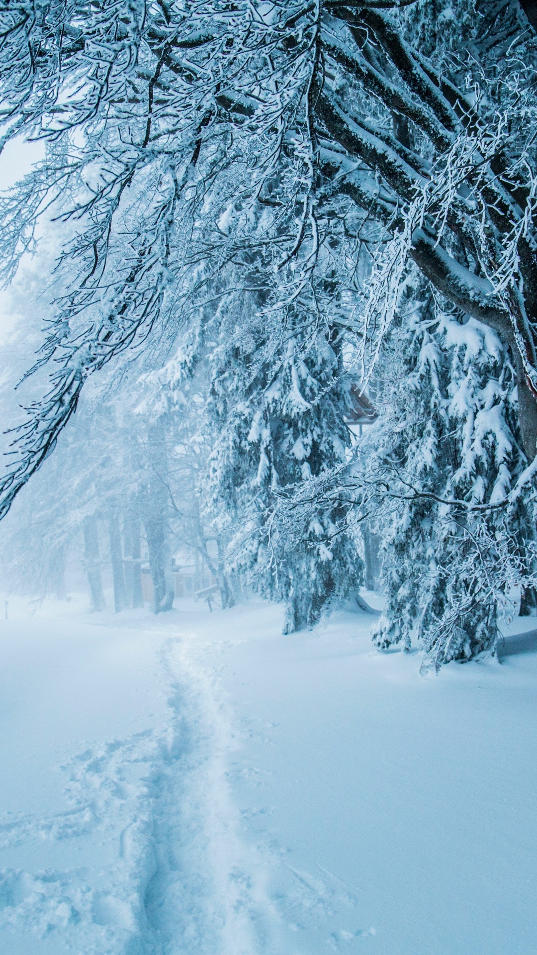 Snow Covered Trees During Daytime. Wallpaper in 1080x1920 Resolution