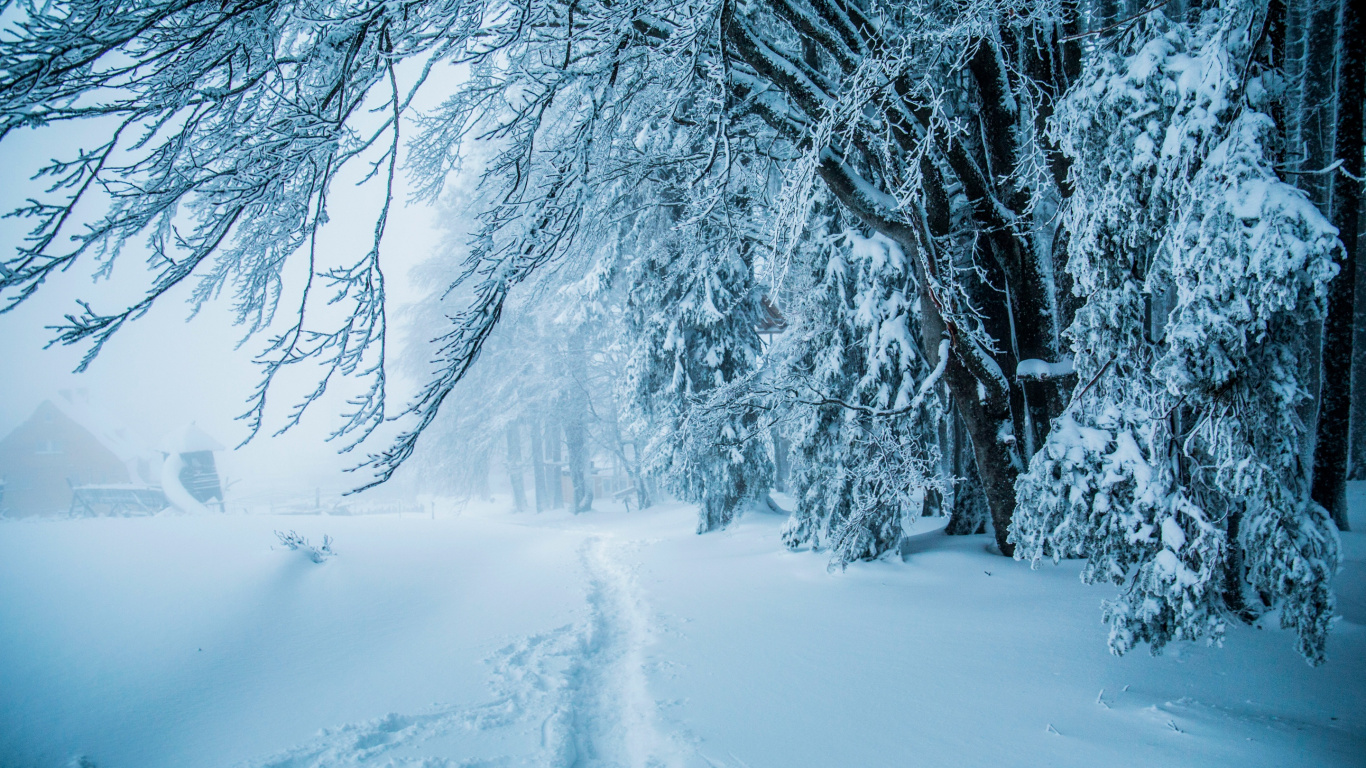 Snow Covered Trees During Daytime. Wallpaper in 1366x768 Resolution