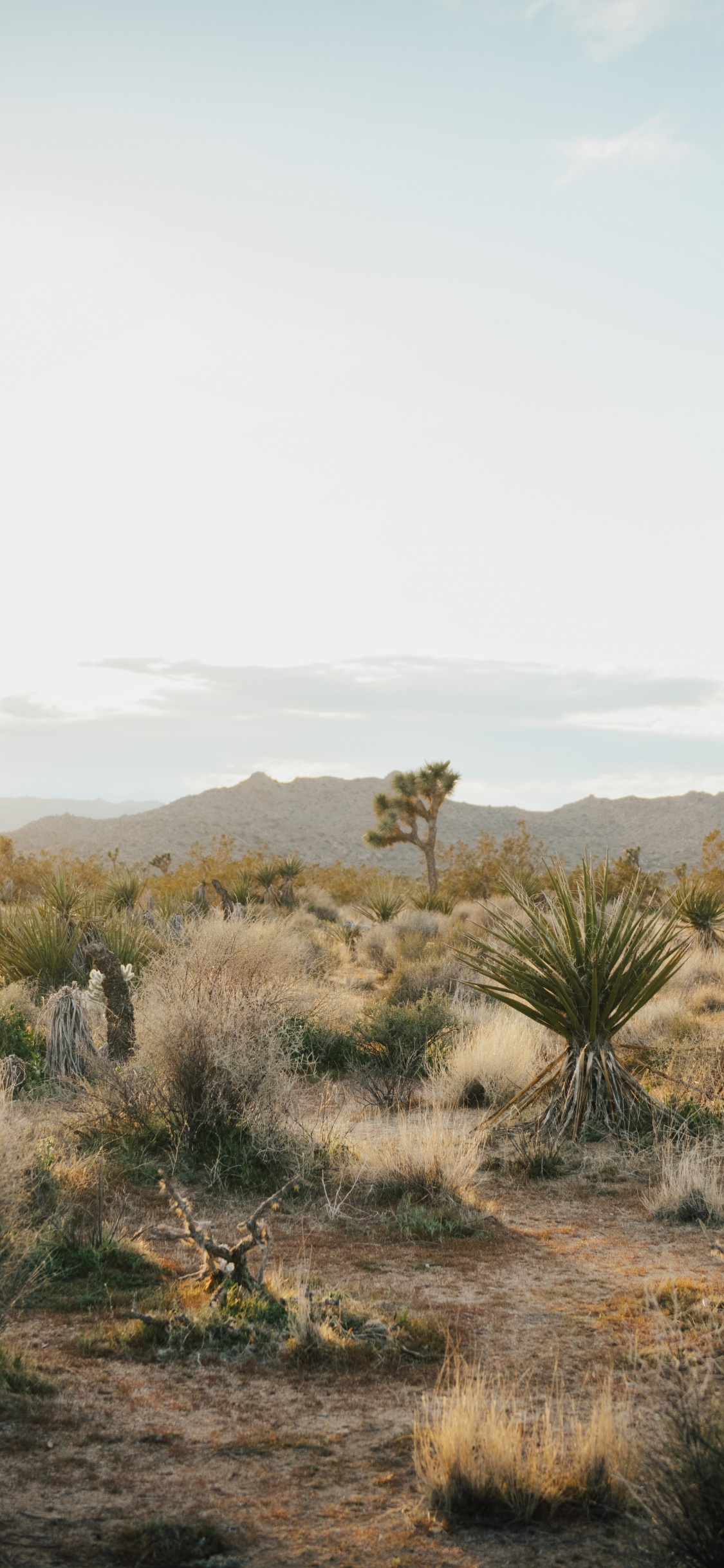 Joshua Tree National Park, Joshua Tree, Cloud, Pflanzen-Gemeinschaft, Naturlandschaft. Wallpaper in 1125x2436 Resolution