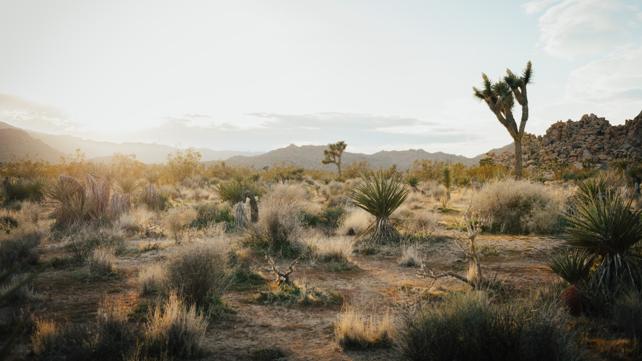 Joshua Tree National Park, Joshua Tree, Cloud, Pflanzen-Gemeinschaft, Naturlandschaft. Wallpaper in 1280x720 Resolution