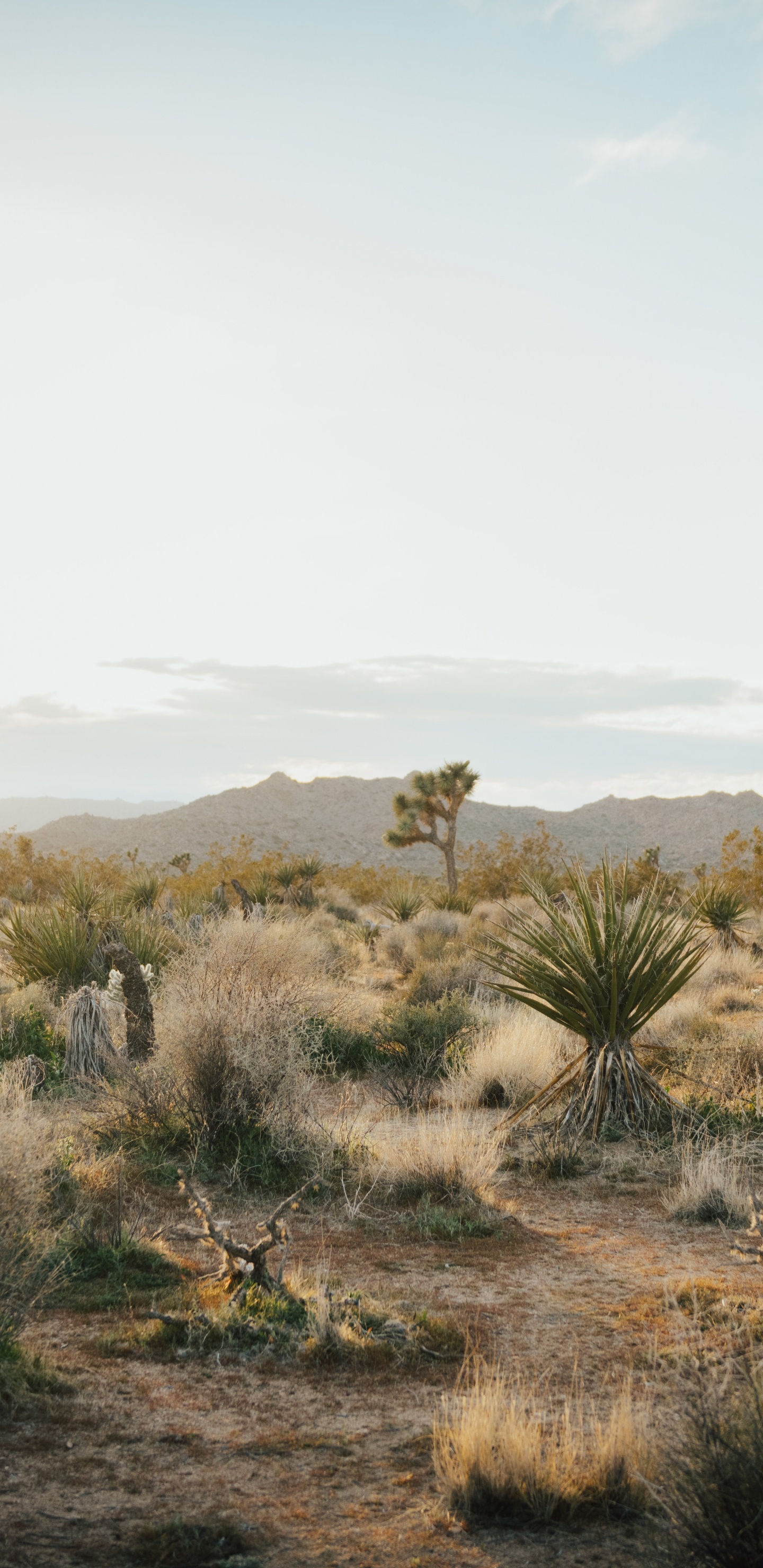 Joshua Tree National Park, Joshua Tree, Cloud, Pflanzen-Gemeinschaft, Naturlandschaft. Wallpaper in 1440x2960 Resolution