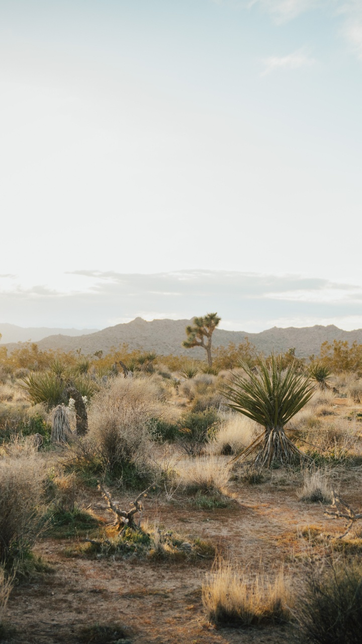 Parc National de Joshua Tree, Joshua Tree, Plante de la Communauté, Paysage Naturel, Plaine. Wallpaper in 720x1280 Resolution