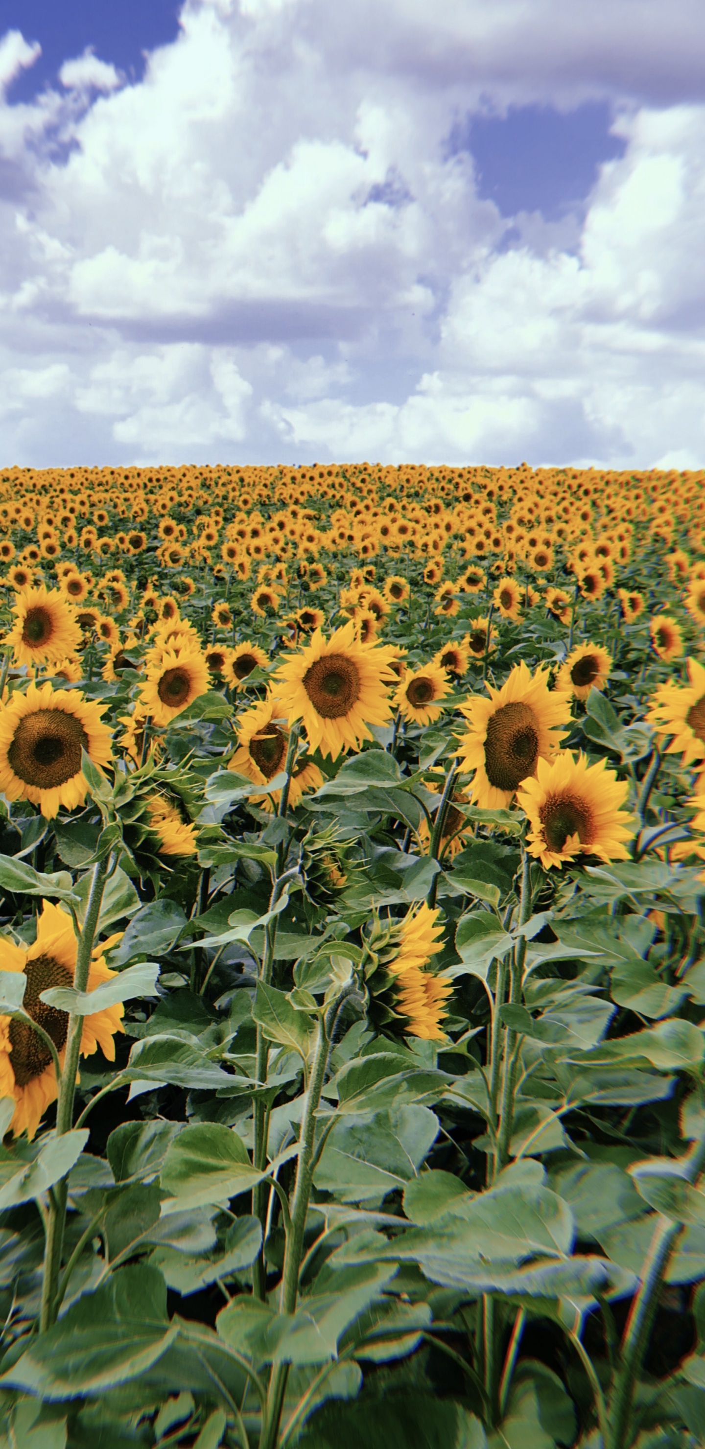 Girasol, la Floración de la Planta, Daisy Familia, la Semilla de Girasol, Cultivo. Wallpaper in 1440x2960 Resolution