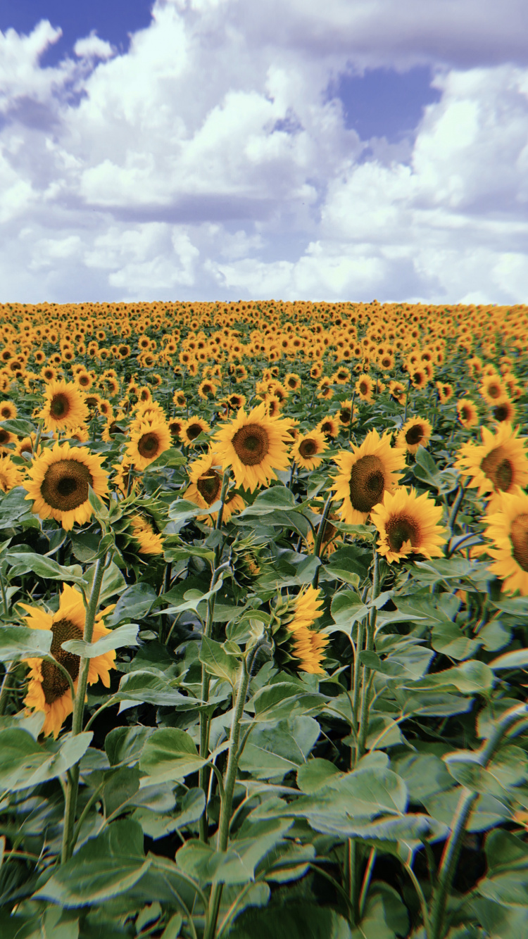 la Floraison de la Plante, Famille Des Marguerites, Tournesol, Biologie, la Journée. Wallpaper in 750x1334 Resolution