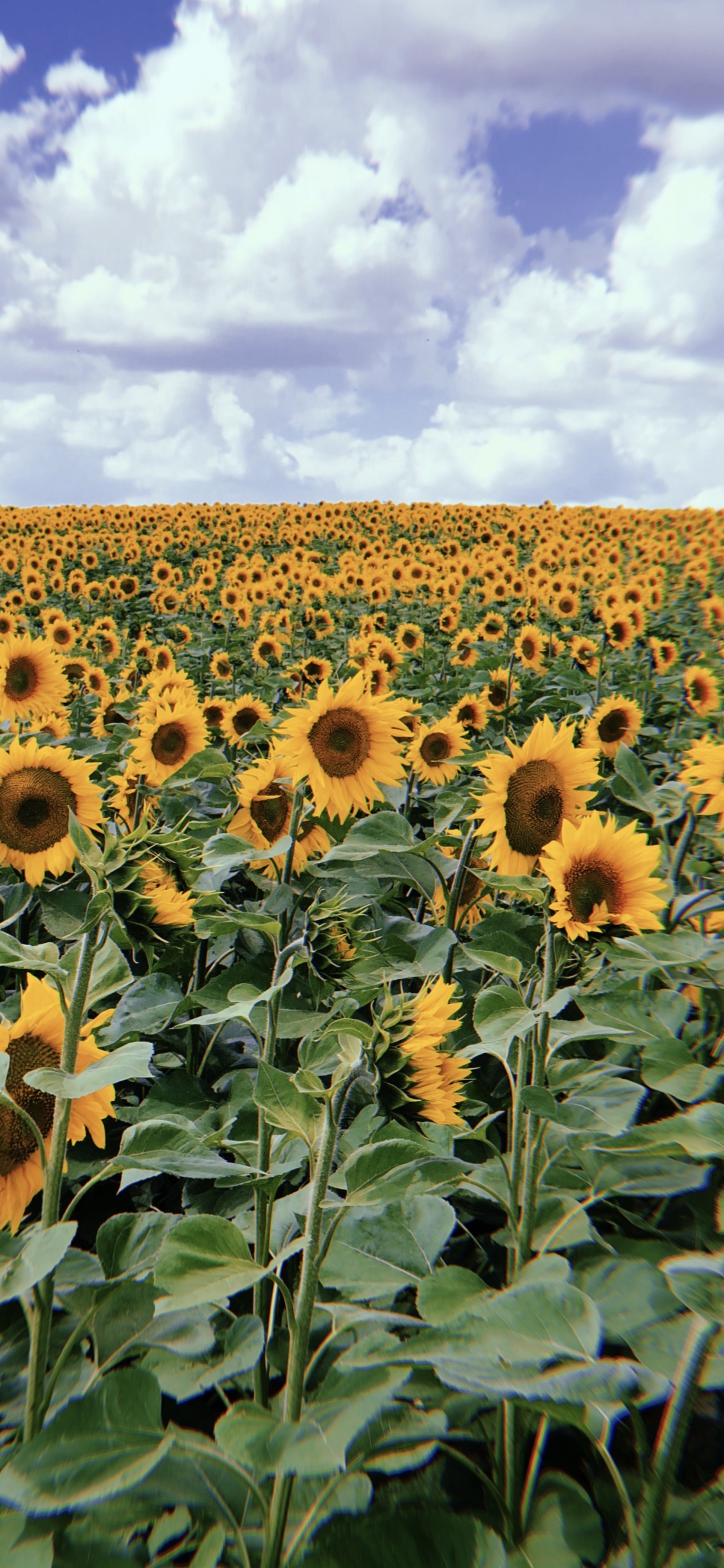 Sunflower, Flowering Plant, Daisy Family, Sunflower Seed, Crop. Wallpaper in 1125x2436 Resolution