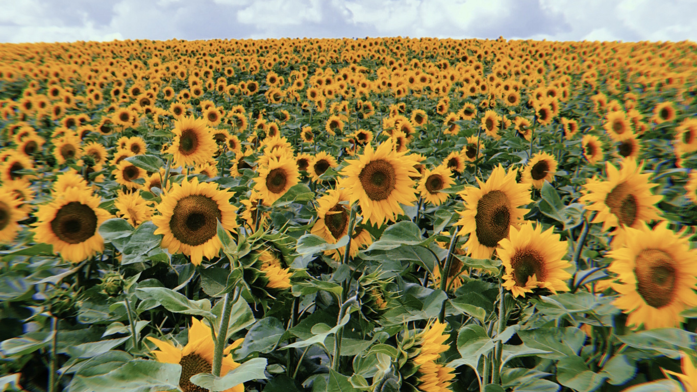 Sunflower, Flowering Plant, Daisy Family, Sunflower Seed, Crop. Wallpaper in 1366x768 Resolution