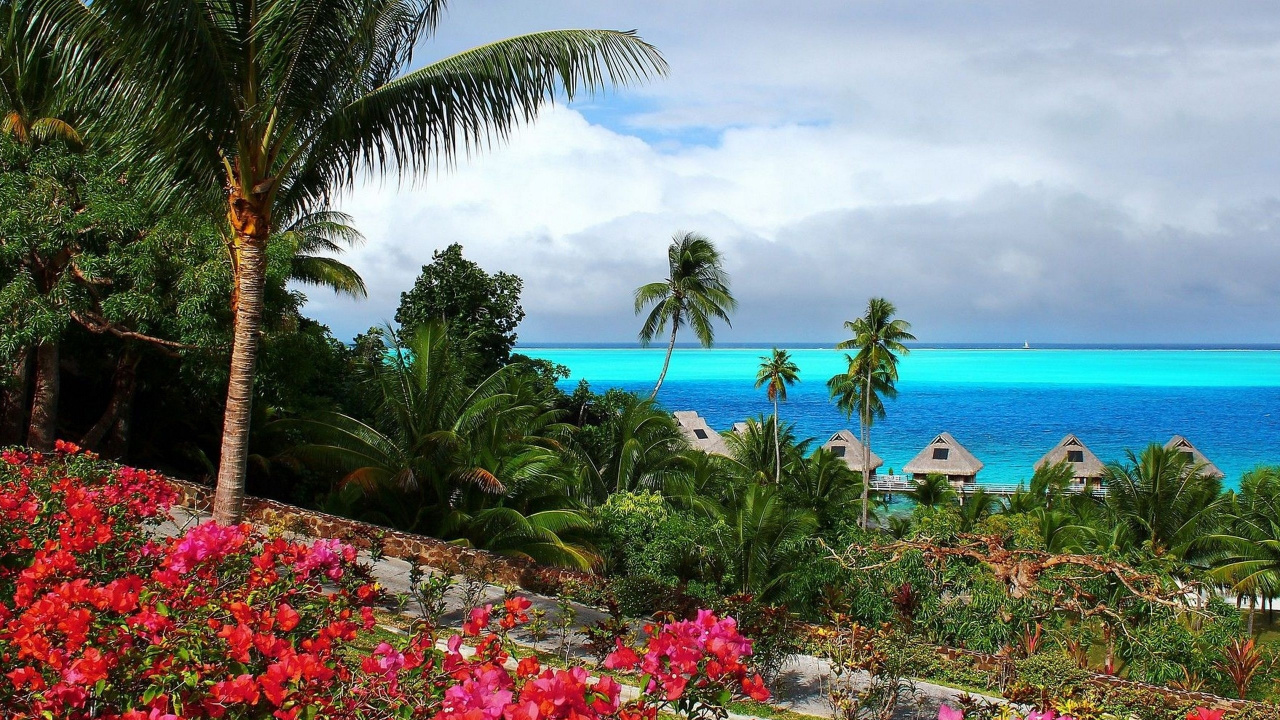 Pink Flowers Near Body of Water During Daytime. Wallpaper in 1280x720 Resolution