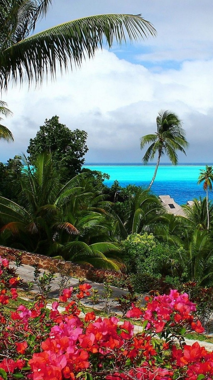 Rosa Blüten in Der Nähe Von Gewässern Tagsüber. Wallpaper in 720x1280 Resolution