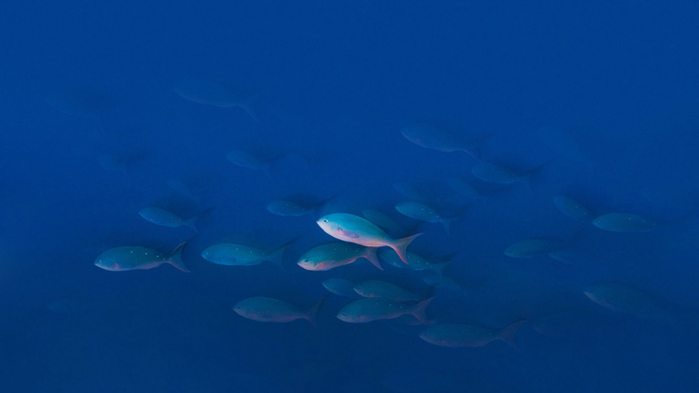 UMIDIGI Z Pro, UMiDIGI, Eau, Smartphone, Corps de L'eau. Wallpaper in 1366x768 Resolution