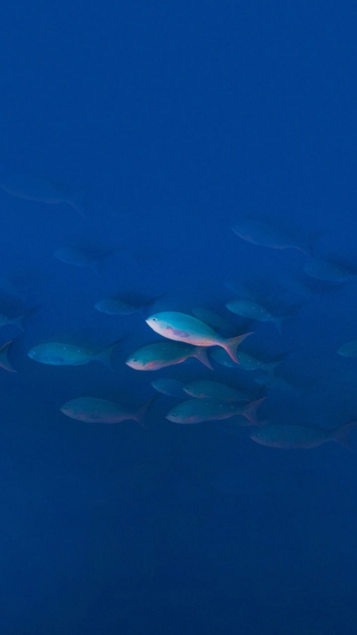 UMIDIGI Z Pro, UMiDIGI, Wasser, Smartphone, Gewässer. Wallpaper in 720x1280 Resolution