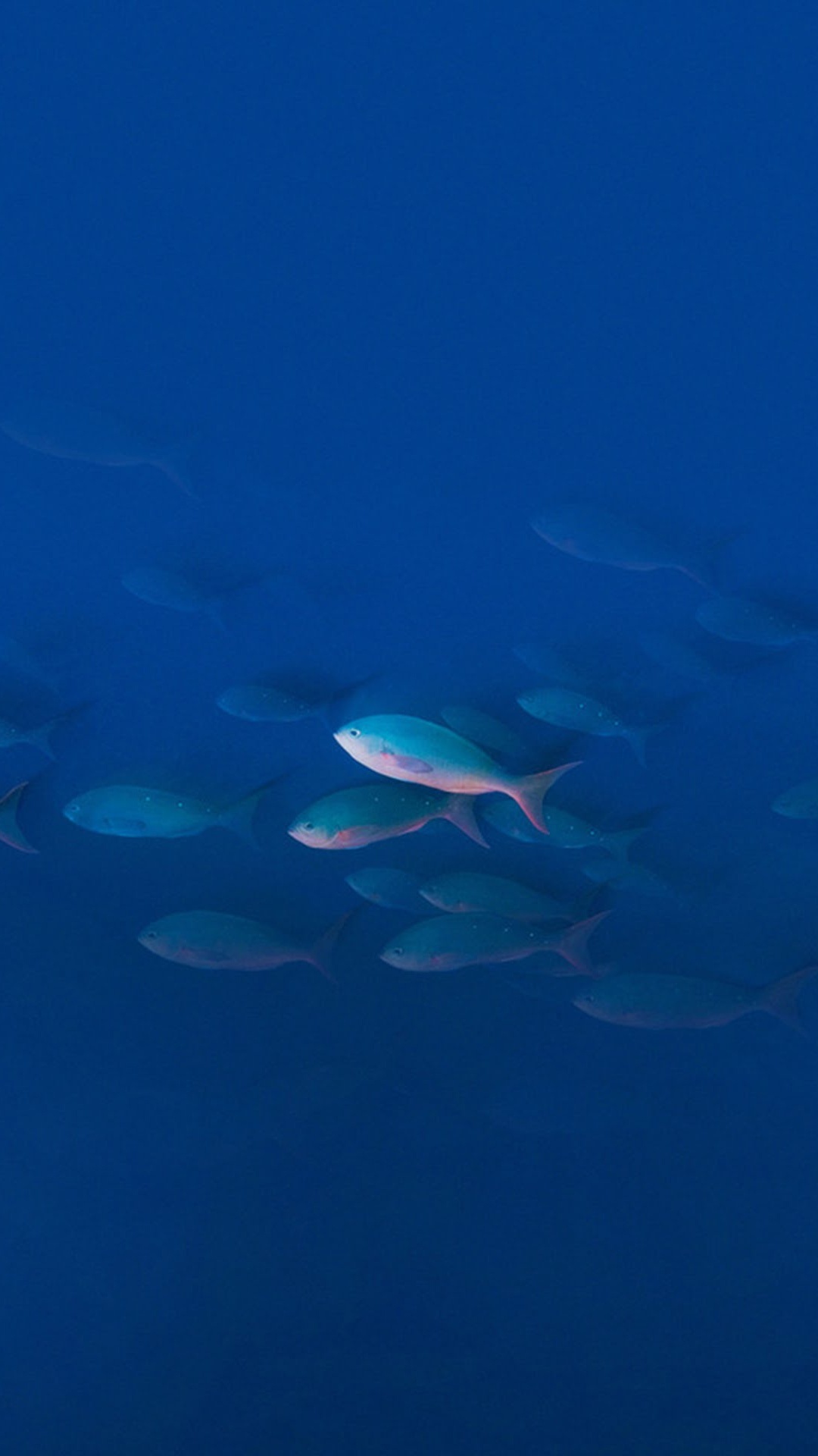 UMIDIGI Z Pro, UMiDIGI, Water, Smartphone, Body of Water. Wallpaper in 1080x1920 Resolution