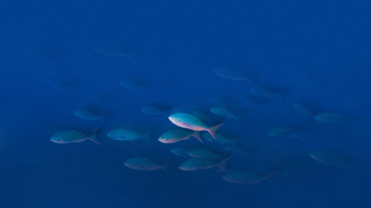 UMIDIGI Z Pro, UMiDIGI, Water, Smartphone, Body of Water. Wallpaper in 1280x720 Resolution