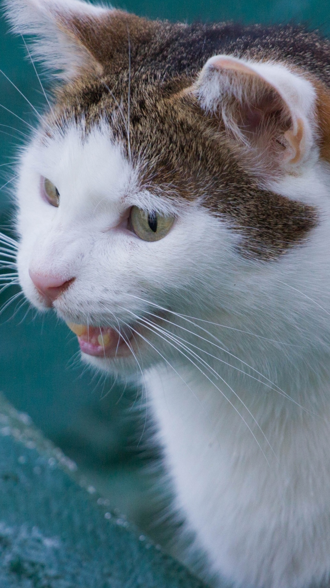 Weiße Und Schwarze Katze Auf Grüner Betonwand. Wallpaper in 1080x1920 Resolution
