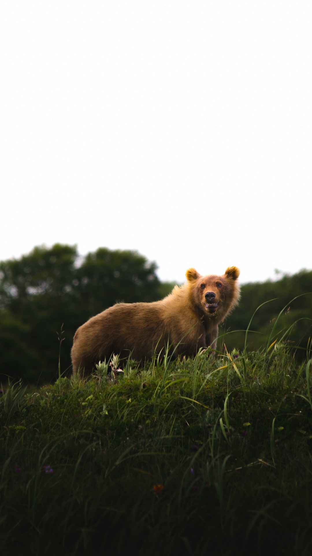 Race de Chien, Carnivores, Paysage Naturel, Faon, Pour Les Animaux Terrestres. Wallpaper in 1080x1920 Resolution