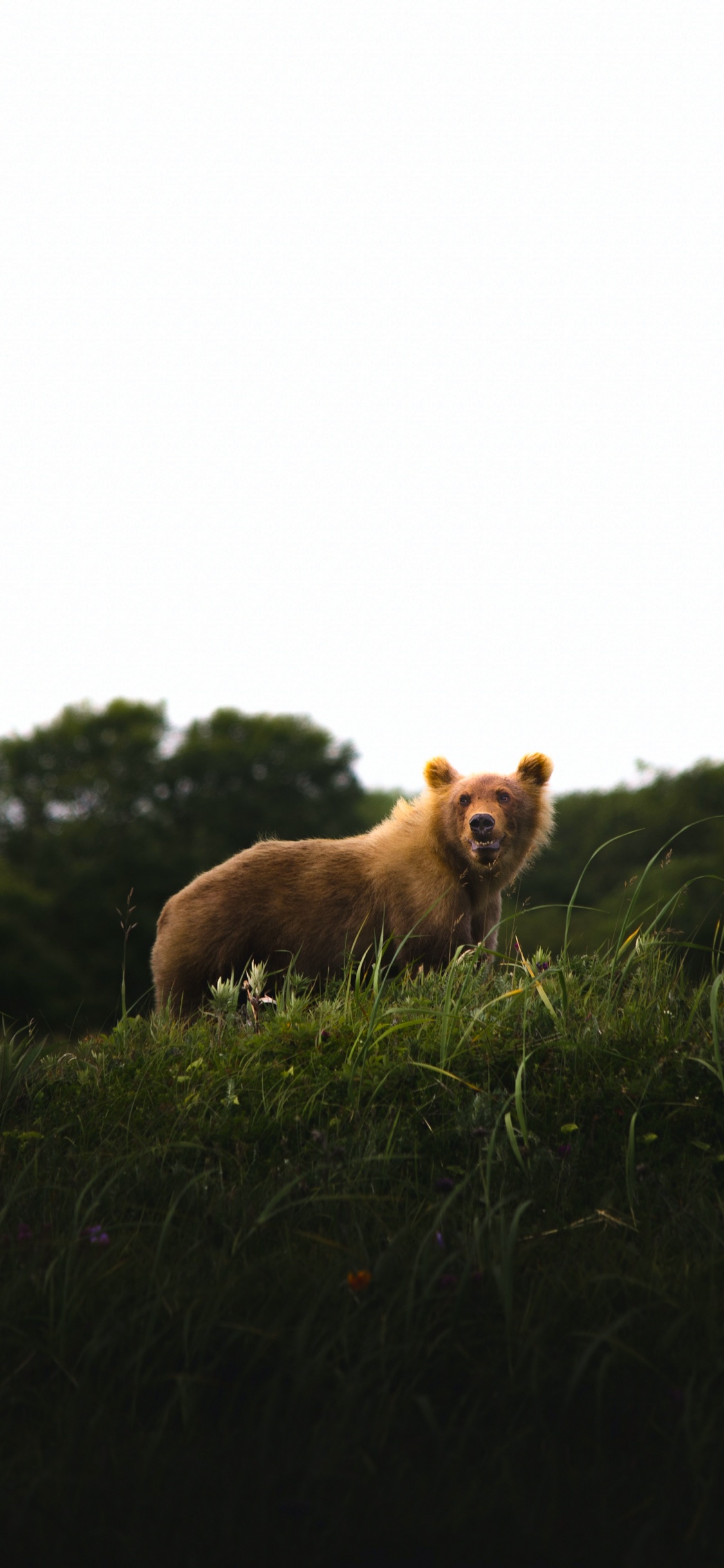 Race de Chien, Carnivores, Paysage Naturel, Faon, Pour Les Animaux Terrestres. Wallpaper in 1125x2436 Resolution