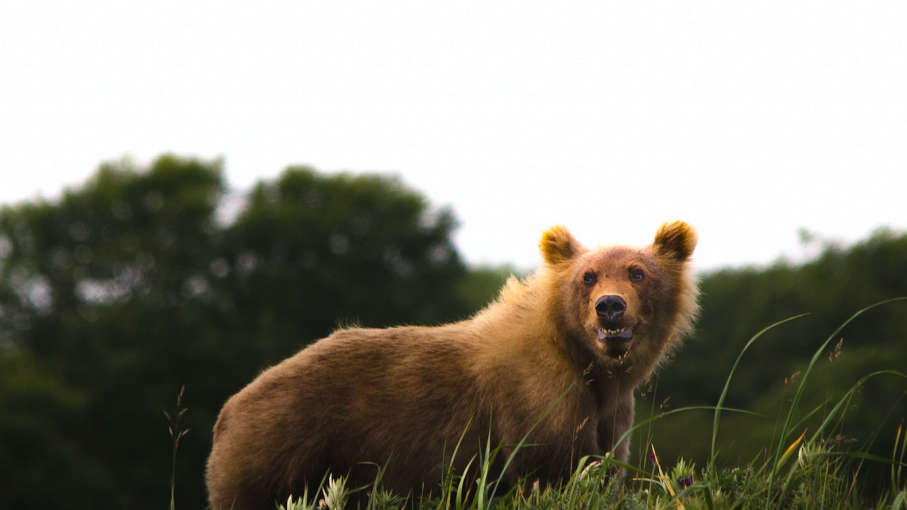 Race de Chien, Carnivores, Paysage Naturel, Faon, Pour Les Animaux Terrestres. Wallpaper in 1280x720 Resolution