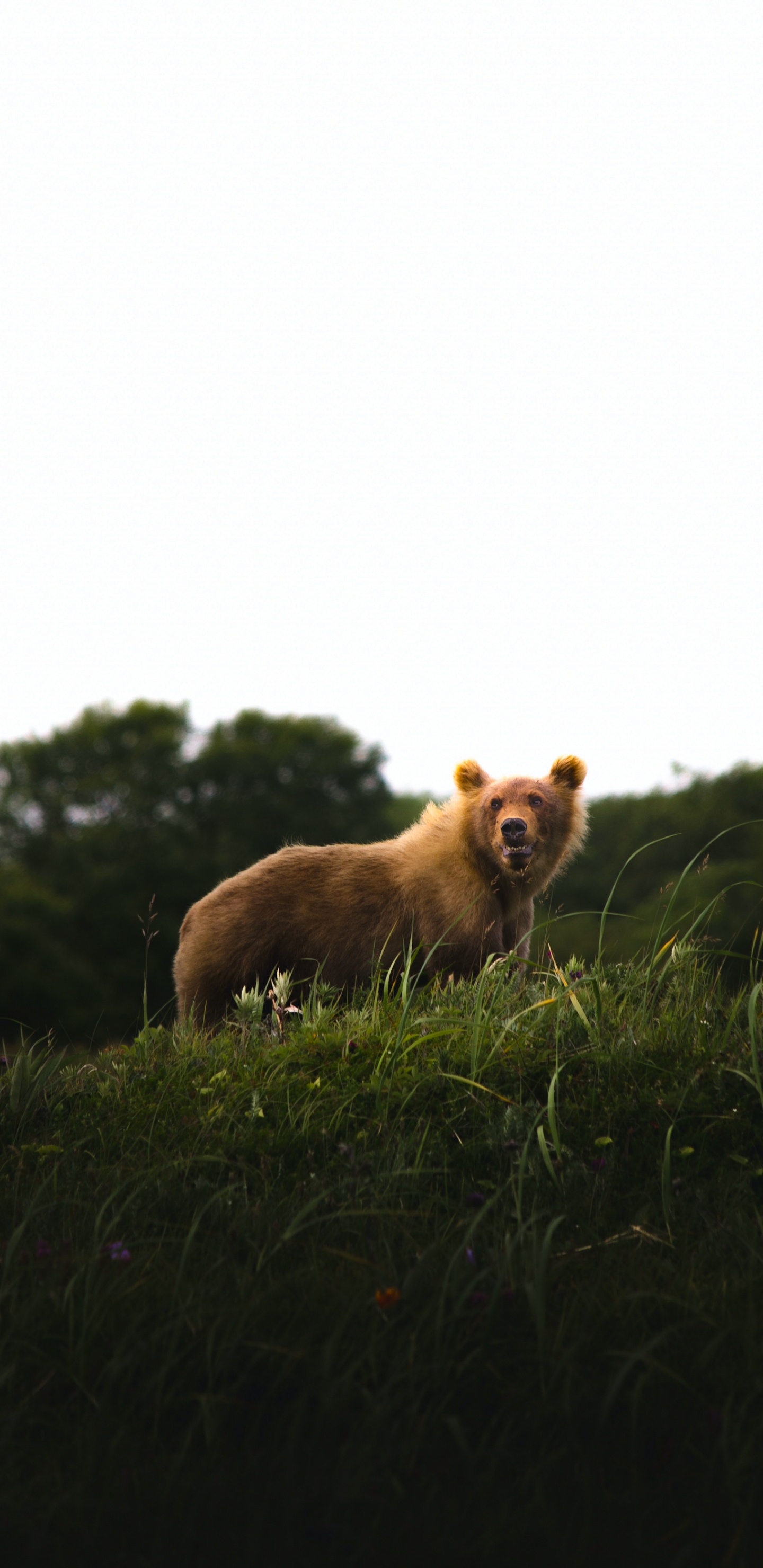 Race de Chien, Carnivores, Paysage Naturel, Faon, Pour Les Animaux Terrestres. Wallpaper in 1440x2960 Resolution