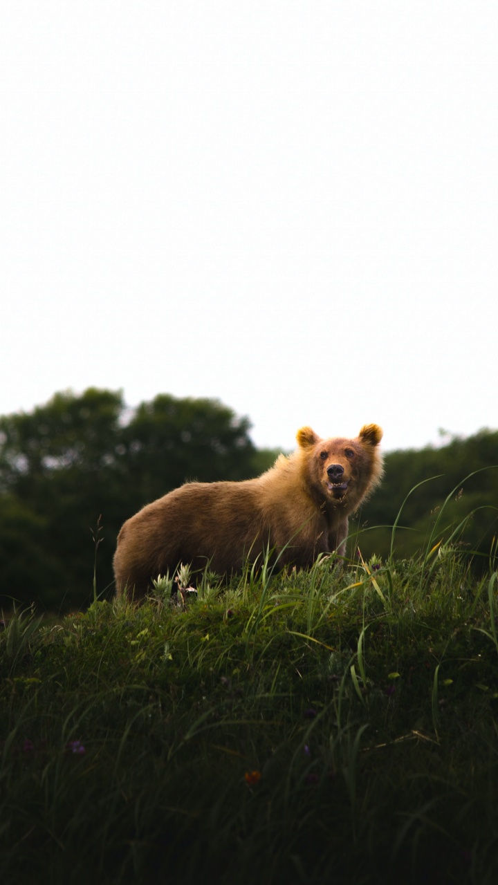 Race de Chien, Carnivores, Paysage Naturel, Faon, Pour Les Animaux Terrestres. Wallpaper in 720x1280 Resolution