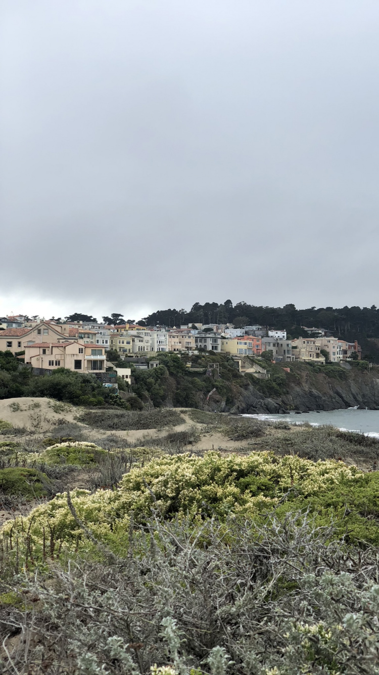 Coast, Science, Biology, Vegetation, Plant Community. Wallpaper in 750x1334 Resolution