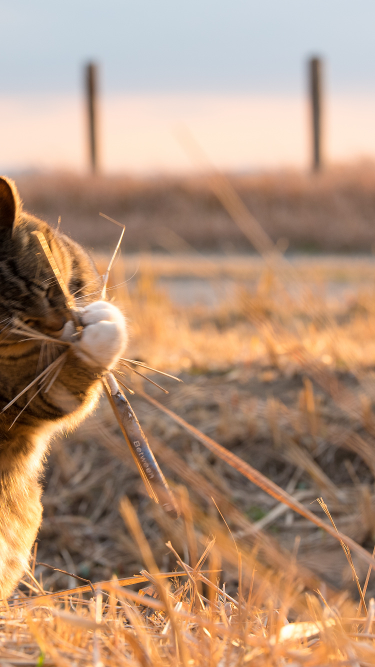 Chat Tigré Brun Sur Terrain D'herbe Brune Pendant la Journée. Wallpaper in 750x1334 Resolution