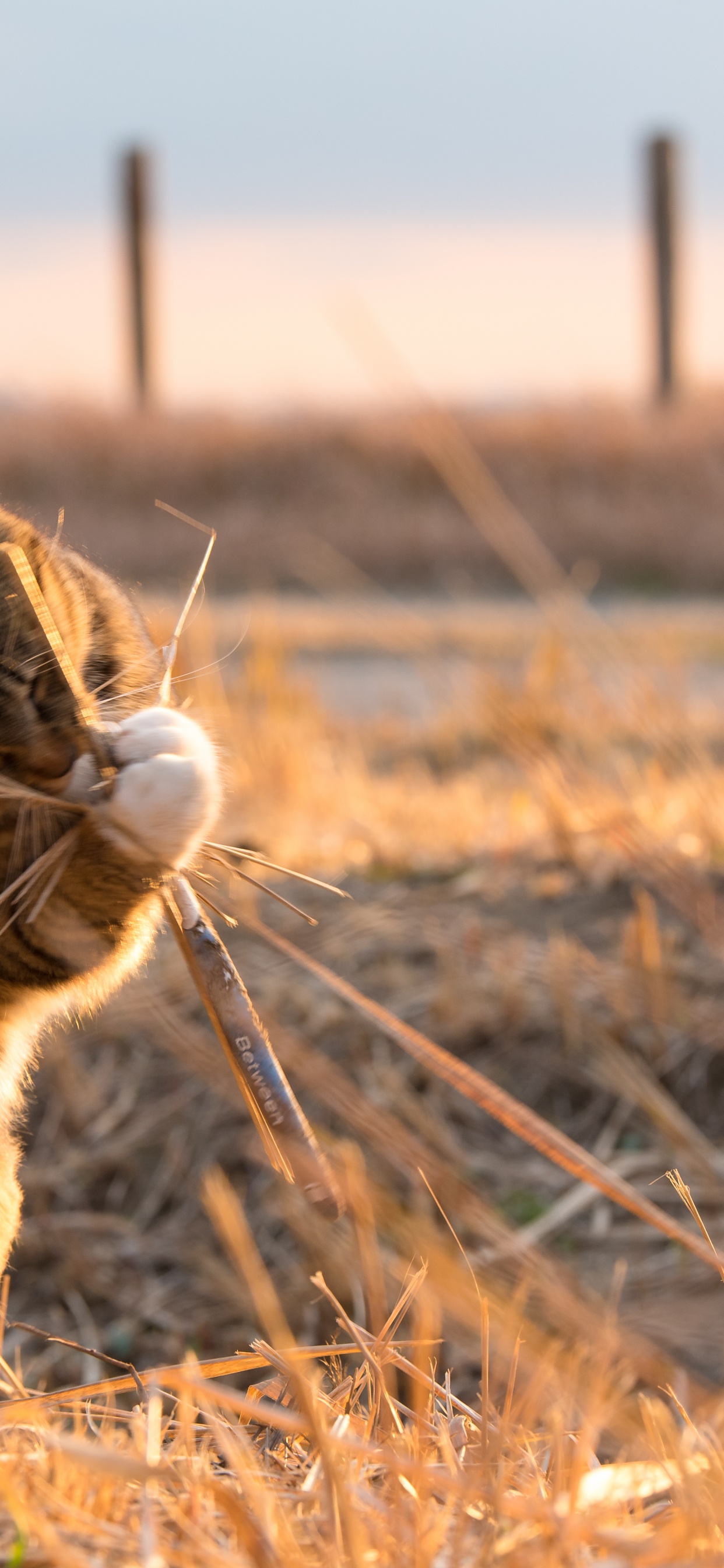 Gato Atigrado Marrón en Campo de Hierba Marrón Durante el Día. Wallpaper in 1242x2688 Resolution