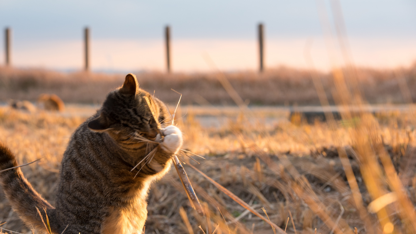 Gato Atigrado Marrón en Campo de Hierba Marrón Durante el Día. Wallpaper in 1366x768 Resolution