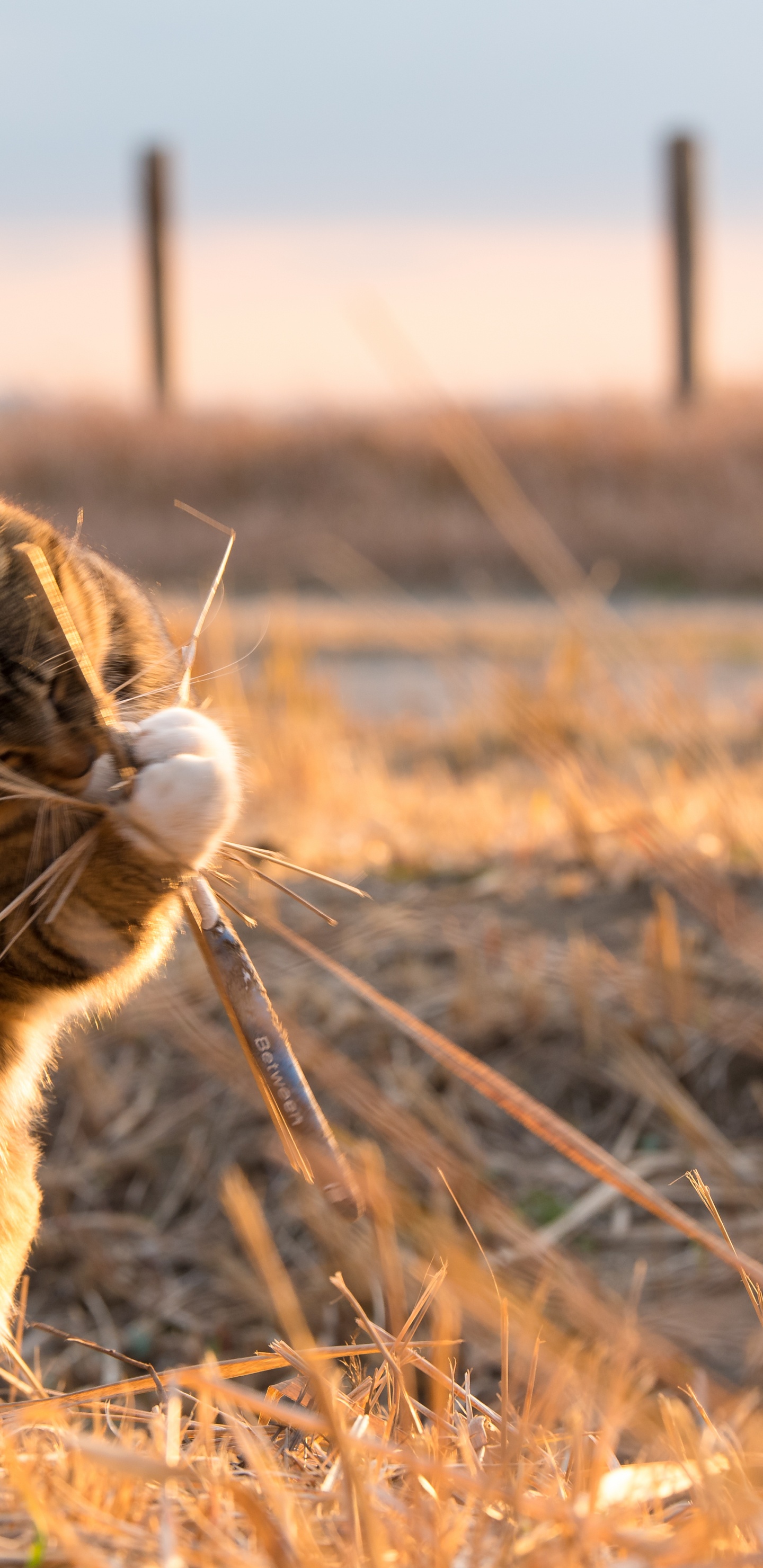 中小型猫, 猫科, 野生动物, 草, 胡须 壁纸 1440x2960 允许