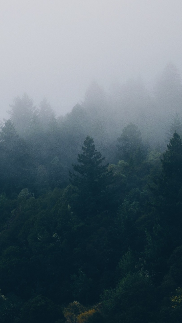 Green Trees Under White Sky During Daytime. Wallpaper in 720x1280 Resolution