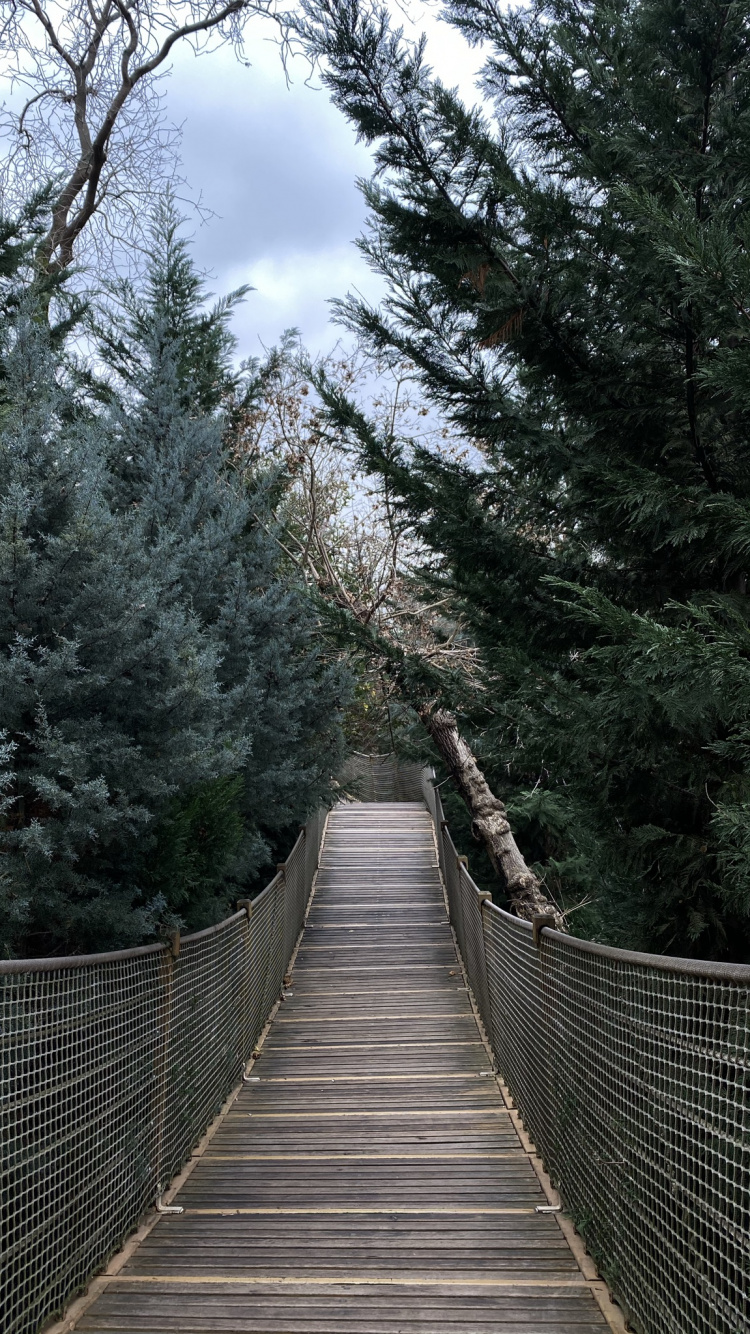 Pont Suspendu, Feuille, Biologie, Sciences, Passerelle Canopée. Wallpaper in 750x1334 Resolution