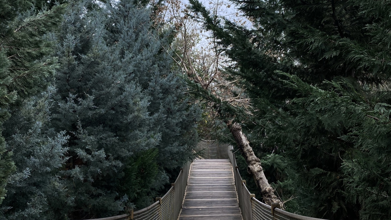 生物学, 科学, 自然环境, 木, 自然景观 壁纸 1366x768 允许