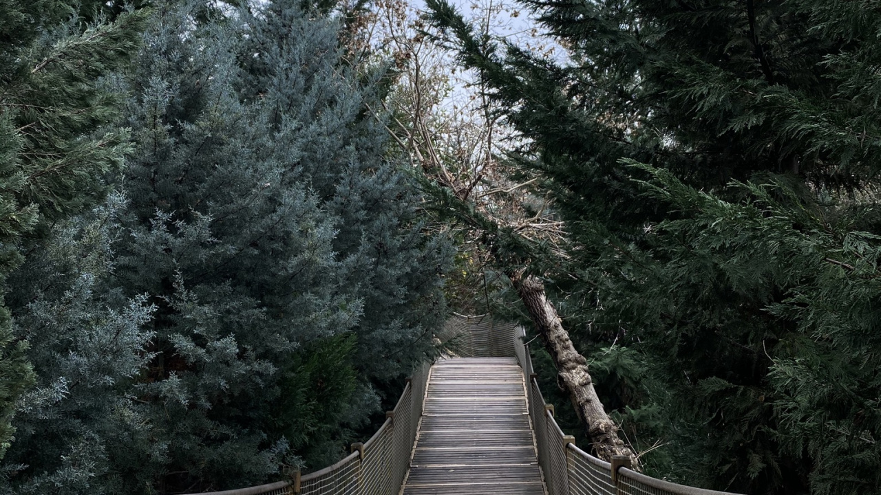 Tree, Suspension Bridge, Leaf, Biology, Science. Wallpaper in 1280x720 Resolution
