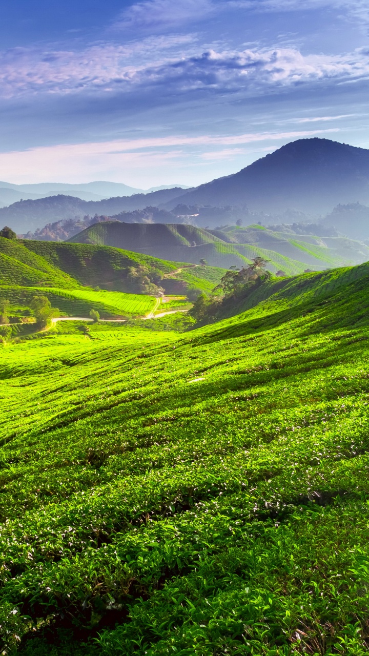 Green Grass Field Under Blue Sky During Daytime. Wallpaper in 720x1280 Resolution