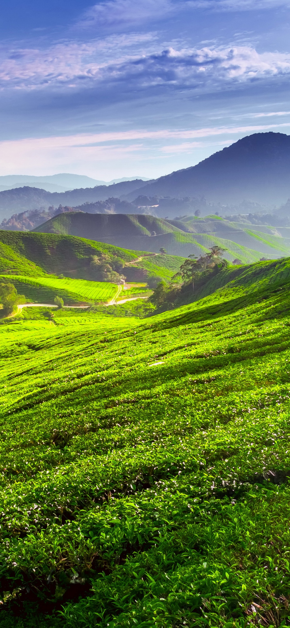 Tagsüber Grüne Wiese Unter Blauem Himmel. Wallpaper in 1125x2436 Resolution