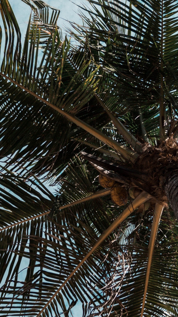 Green Palm Tree Under Blue Sky During Daytime. Wallpaper in 750x1334 Resolution