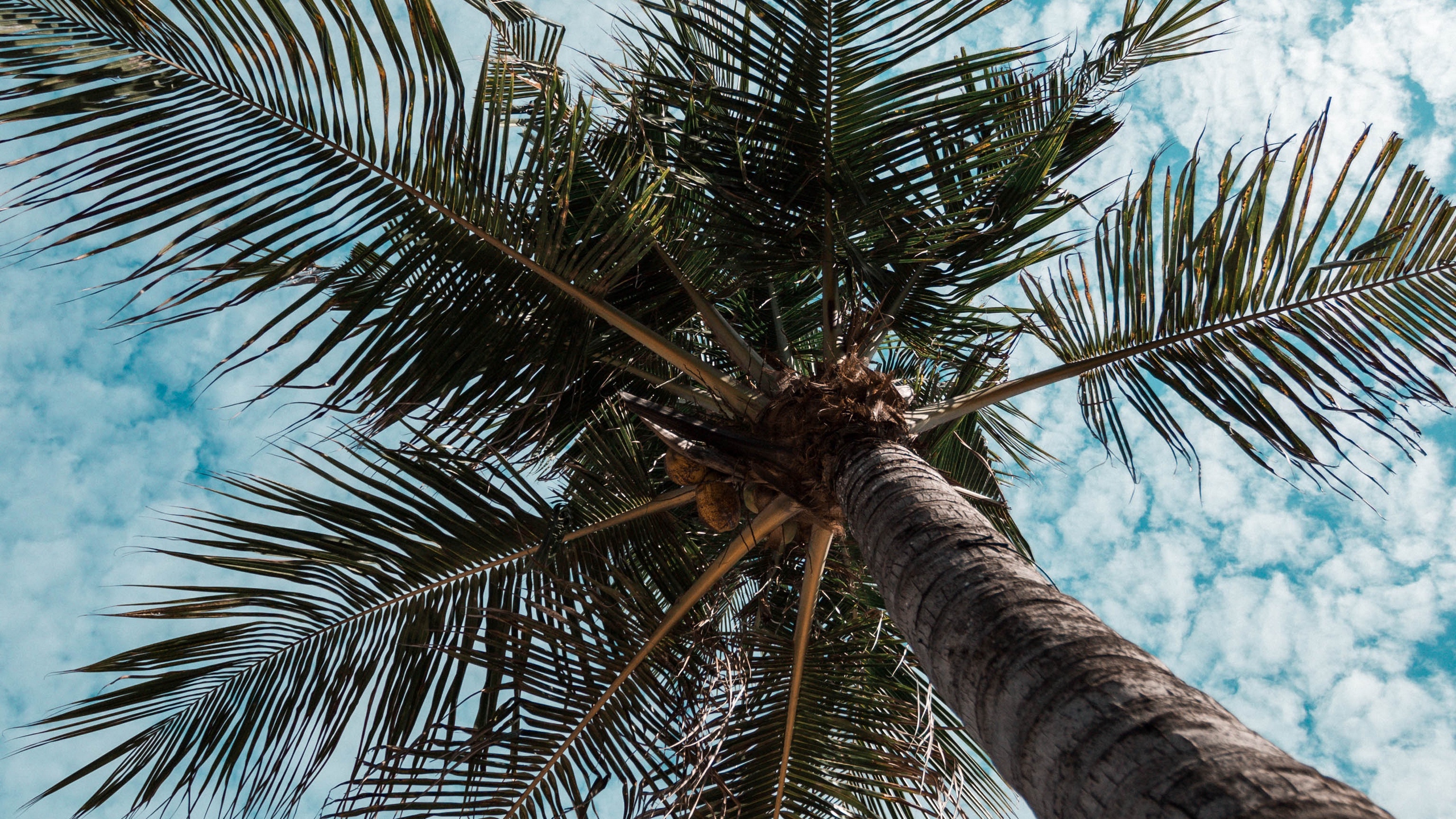 Palmera Verde Bajo un Cielo Azul Durante el Día. Wallpaper in 2560x1440 Resolution