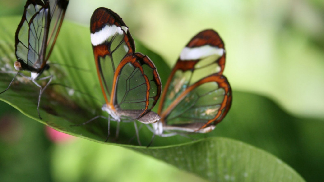 Brown White and Black Butterfly Perched on Green Leaf in Close up Photography During Daytime. Wallpaper in 1366x768 Resolution