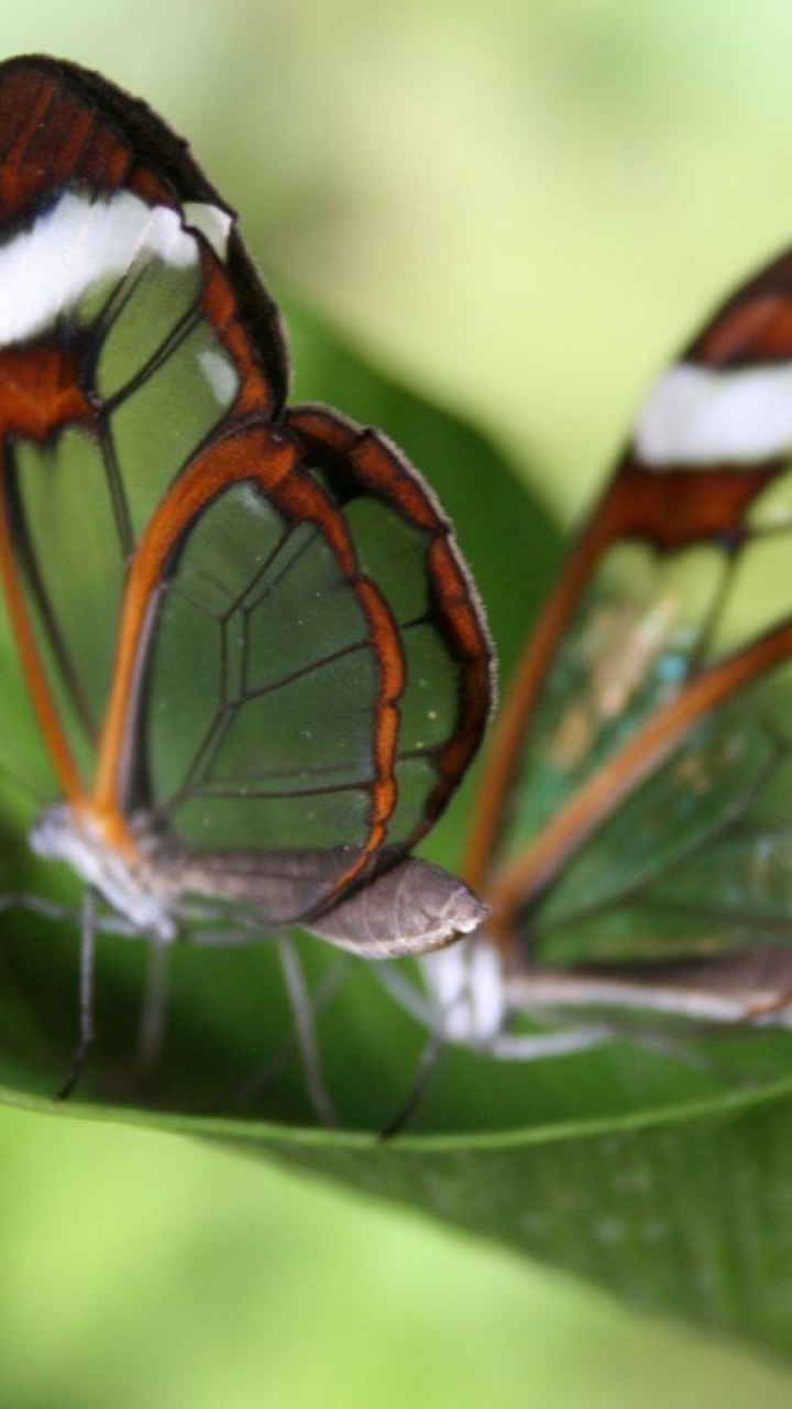 Brown White and Black Butterfly Perched on Green Leaf in Close up Photography During Daytime. Wallpaper in 720x1280 Resolution