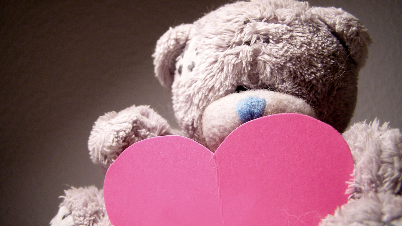 Teddybär, Stofftier, Pink, Spielzeug, Liebe. Wallpaper in 1366x768 Resolution