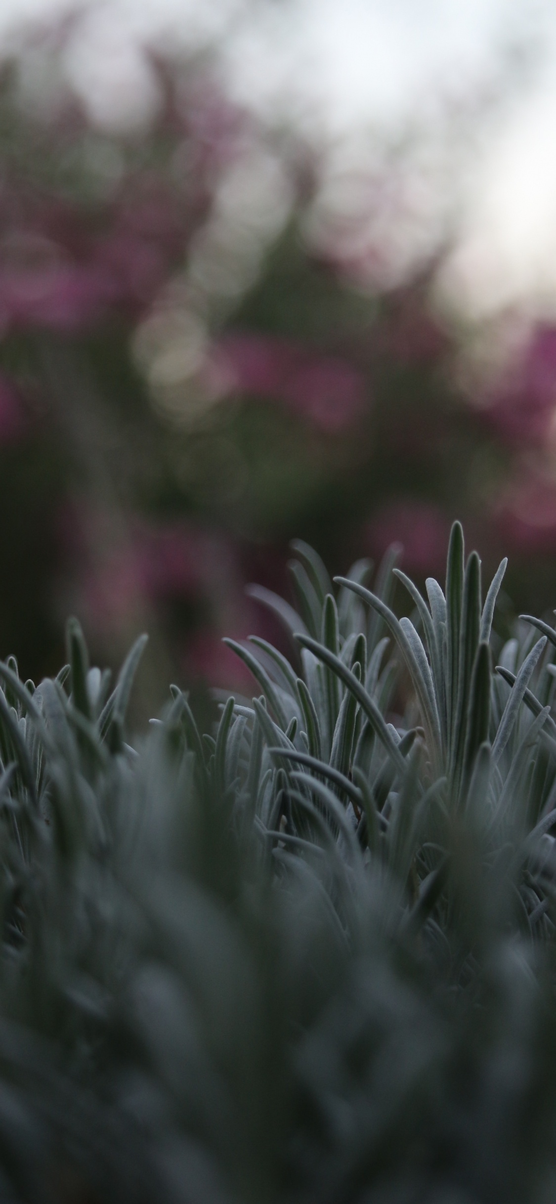 Plant Stem, Grass, Flower, Plant, Botany. Wallpaper in 1125x2436 Resolution