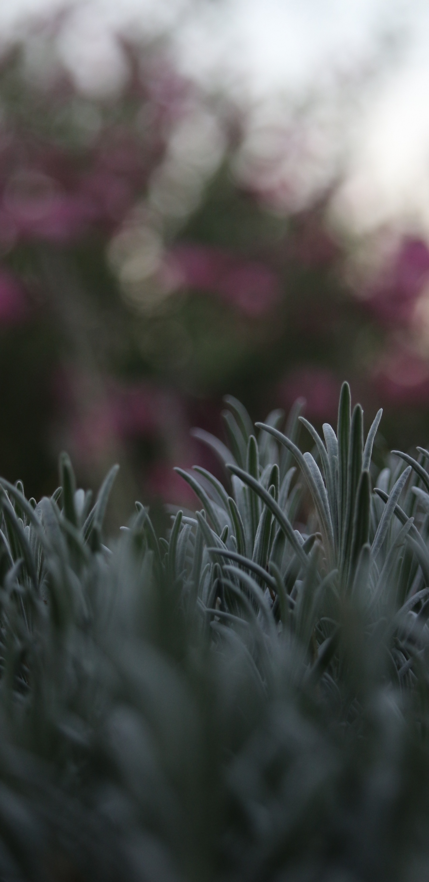 Tallo de la Planta, la Botánica, Primavera, Invierno, de Cerca. Wallpaper in 1440x2960 Resolution