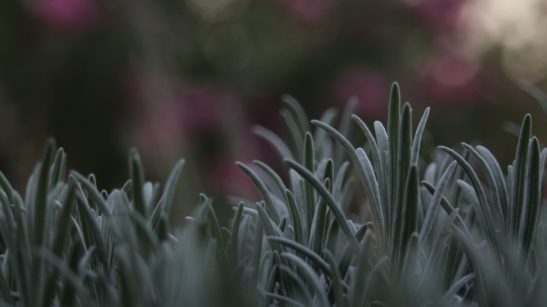 Tallo de la Planta, la Botánica, Primavera, Invierno, de Cerca. Wallpaper in 1920x1080 Resolution