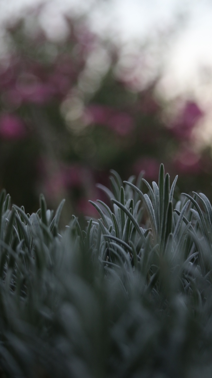 Tige de la Plante, Botanique, Printemps, Hiver, Fermer. Wallpaper in 720x1280 Resolution