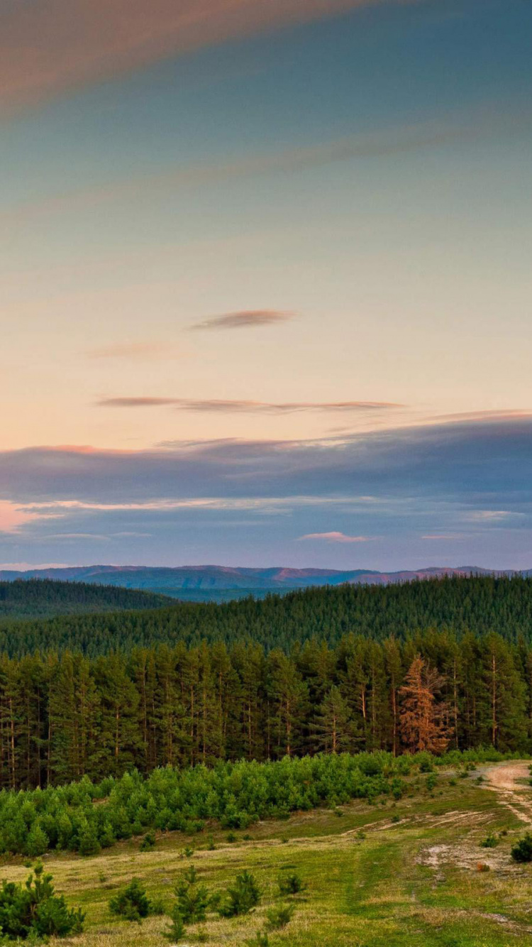 Green Pine Trees Under Blue Sky During Daytime. Wallpaper in 750x1334 Resolution